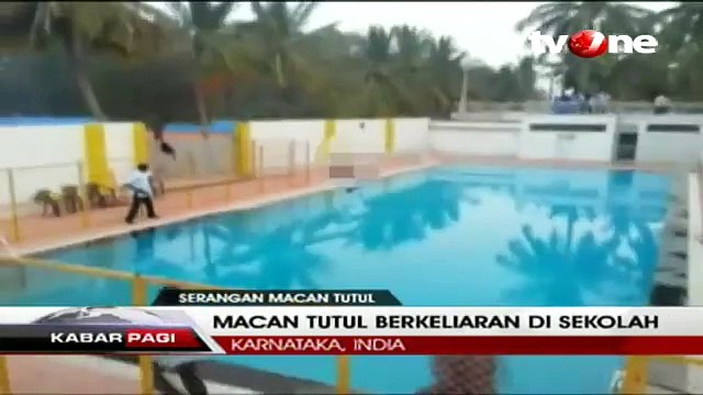 Macan Tutul Liar Berkeliaran di Sebuah Gedung Sekolah