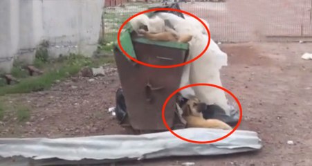 Kars'ta Bir Barınakta, Köpekler Açlıktan Birbirini Öldürüp Yemeye Başladı