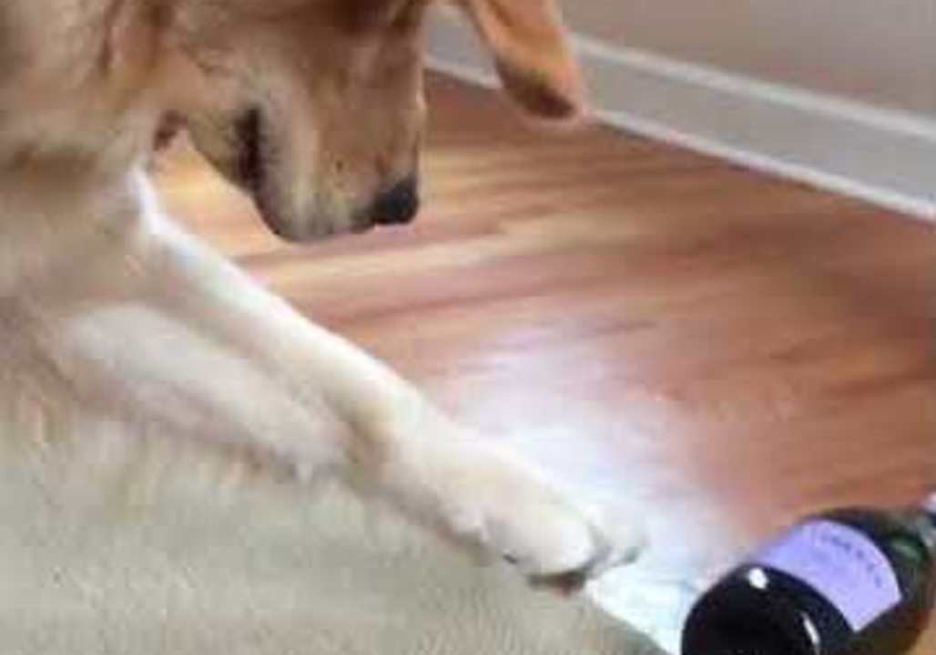 Cheeky Golden Retriever Has a Game of Spin the Bottle