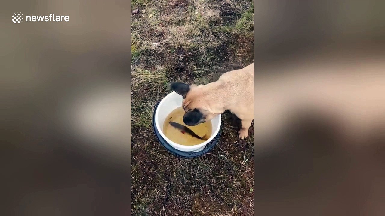 Dog tries unsuccessfully to remove fish from bucket