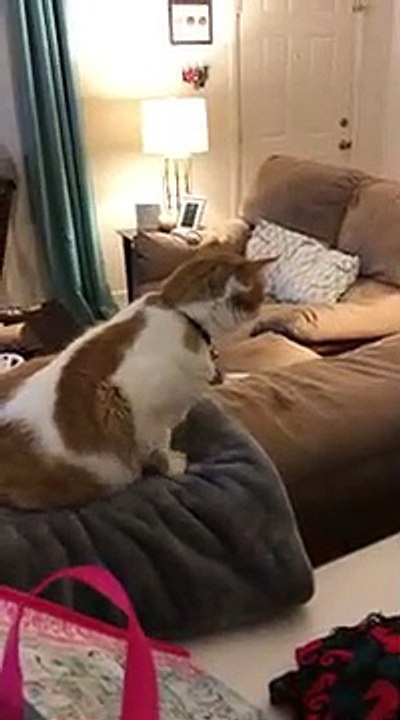 La drôle réaction d'un chat lors d'un  #WhatTheFluffChallenge !