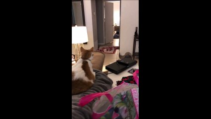 On a trouvé la réaction la plus extrême d'un chat à un tour de magie