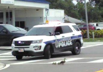 Mama Duck and Her Ducklings Get First Class Treatment With a Police Escort in Florida