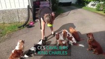 Ces chiens sont très bien dressés