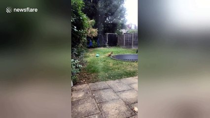 Playful fox cub caught jumping on trampoline in London garden