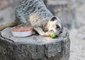 Animals at ZSL London Zoo Stay Cool During Heatwave With Tasty Frozen Treats