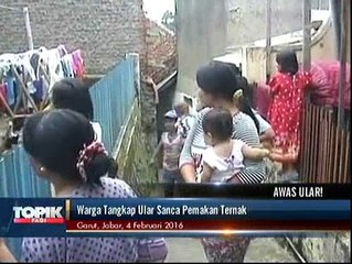 Warga Tangkap Ular Sanca Pemakan Ternak