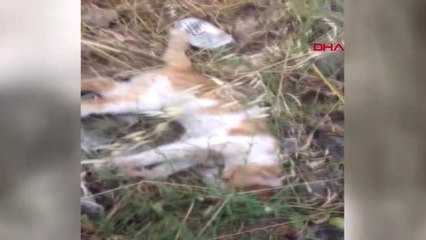 Burdur Bucak'ta Sokak Kedileri Zehirlendi İddiası