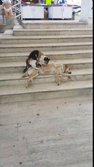 Massage d'un chien par un chat !!! Le premier kiffe à fond...