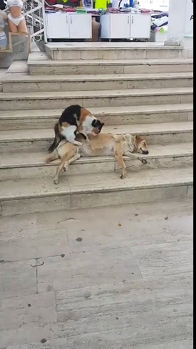 Massage d'un chien par un chat !!! Le premier kiffe à fond...
