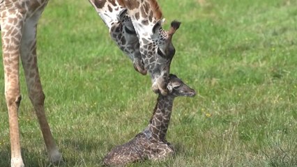 Baby Giraffe Attempting To Take Its First Steps Is All Of Us