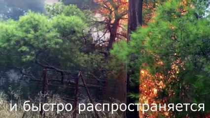 Пожар в Греции последние новости, шокирующие видео