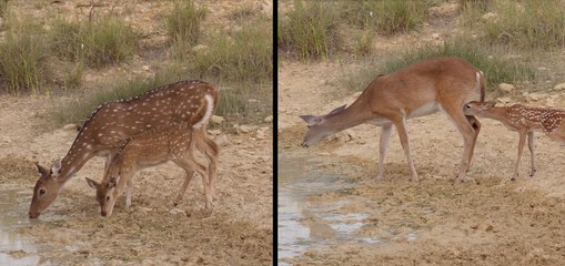 Axis Deer 101