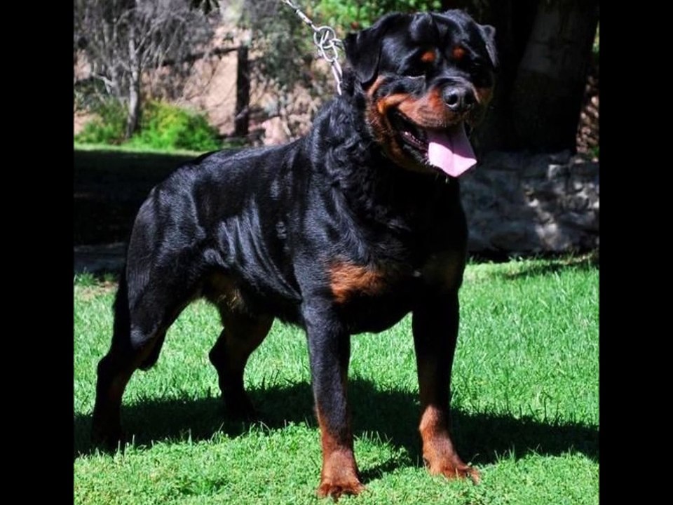german rottweiler