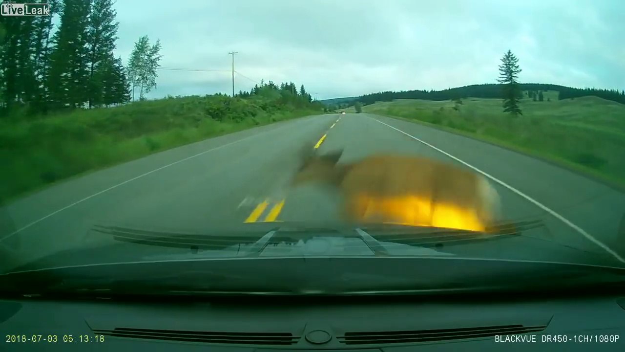 Deer strike with a Car also in Slow-Mo