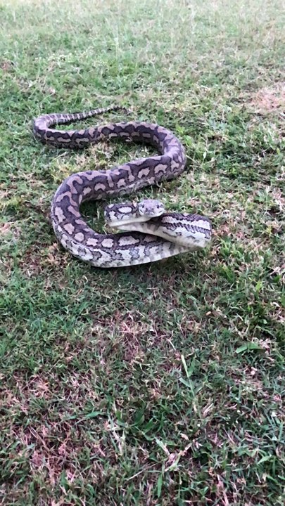 Carpet Python Strikes
