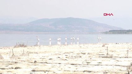 Burdur Gölü'nün Son Konukları Flamingolar Hd