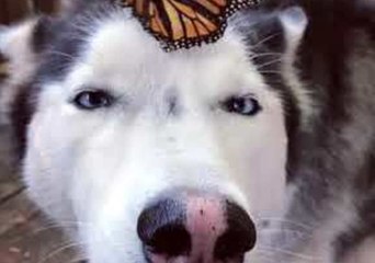 Husky Has Adorable Reaction to Butterfly Landing on Her Nose