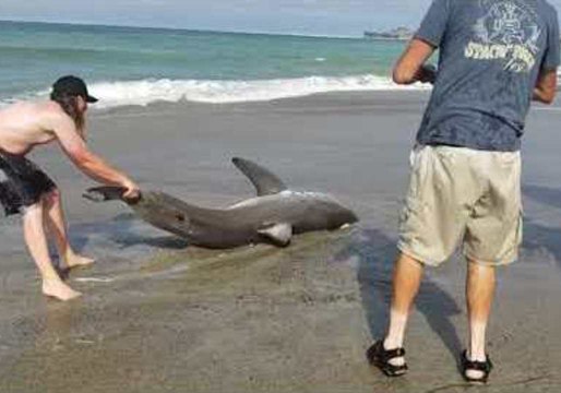 Men Catch and Release Baby Great White to Water at Capistrano Beach, California