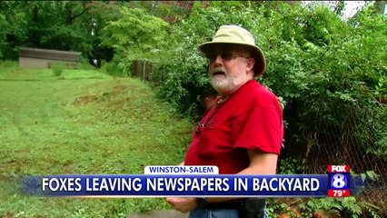 Foxes Stealing Newspapers, Leaving Them All Over Man`s Backyard