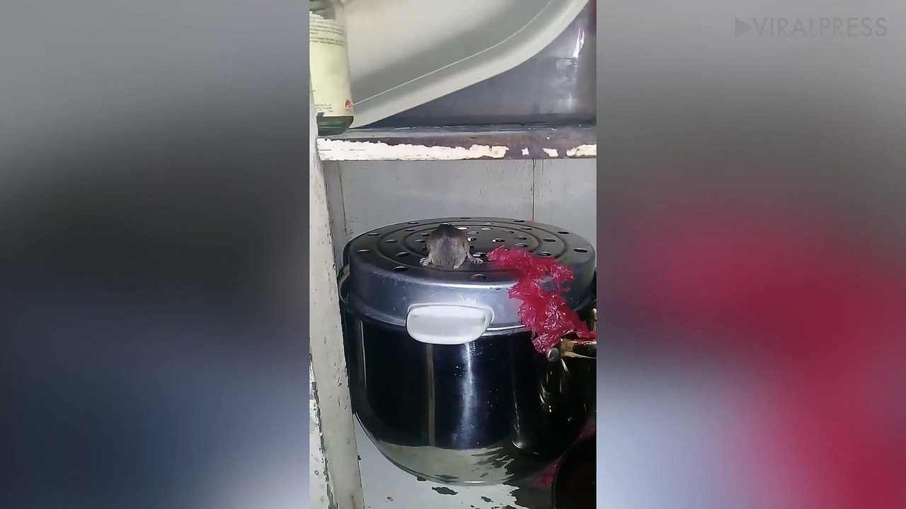 Mouse Rescued From Rice Steamer
