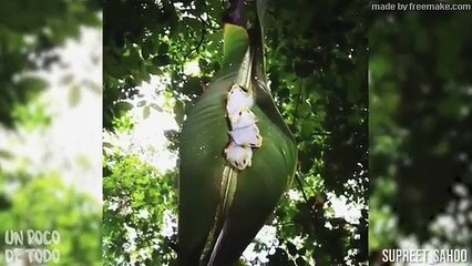 Así pican los moscos!