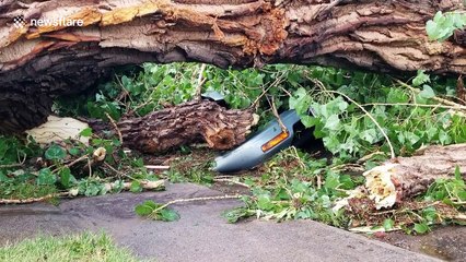 Huge tree crushes parked car after severe storm in Denver
