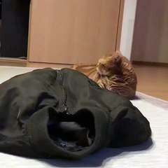 When u train your cat to sleep in her bed next to her husband & great 2 couples & Home cat's