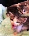 New kitties for new houses & Learn how to choose new kitties