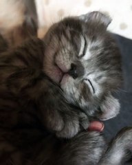 My cat is so calm in her sleep & sleepy cats