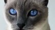 My cat has rare eye color that every one like it & funny cats & amazing cats for houses