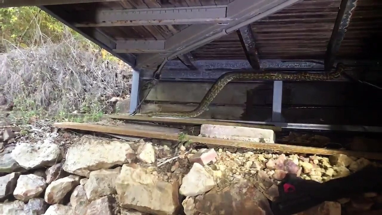 Massive Python Retrieved from Under House