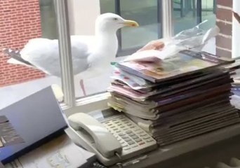 The Struggle is Real for This Seagull as He Tries to Eat Through a Window