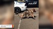Video Shows K-9's Adorable Reaction To New Shoes