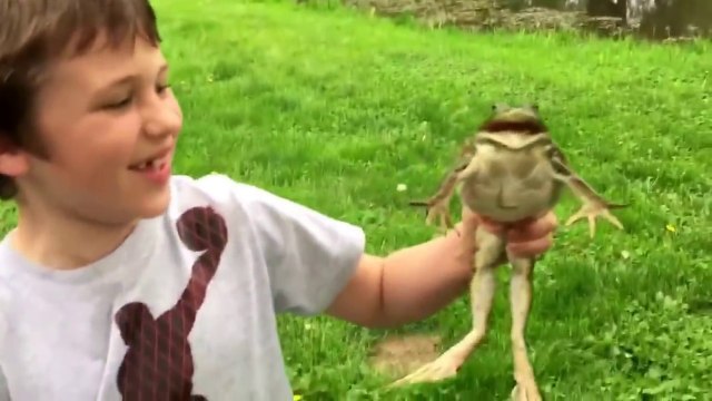 Ecoutez le cri de cette grenouille taureau... Impressionnant