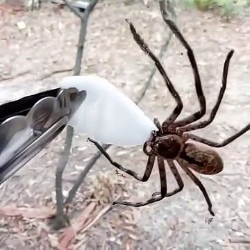 Cette araignée assoiffée boit de l'eau sur un coton imbibé