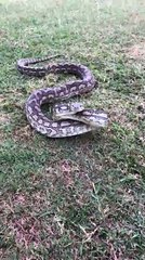 Carpet Python Strikes