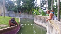 Un orang outan fait un échange avec un touriste