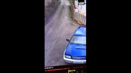 Quand la promenade du chien tourne mal