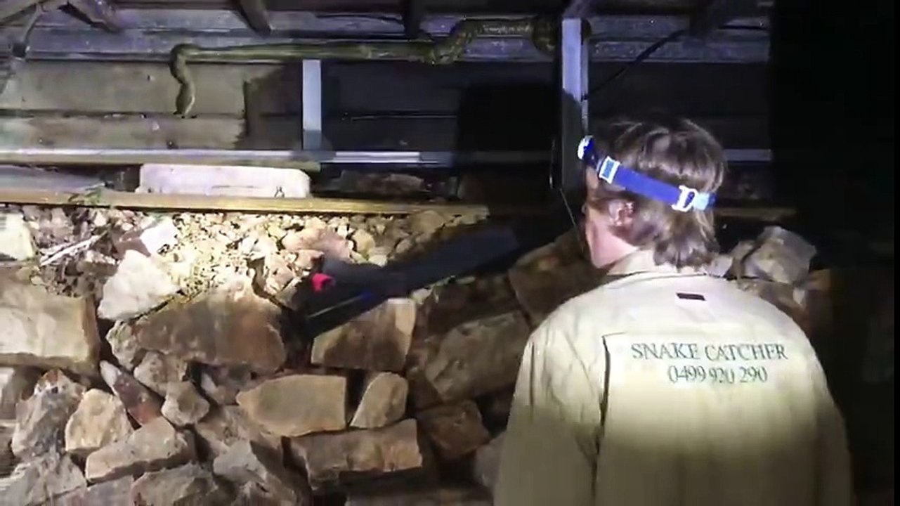 Massive Python Retrieved from Under House