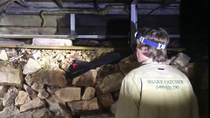 Massive Python Retrieved from Under House