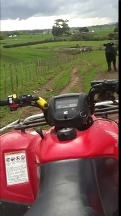 Bull Charges Man on Four Wheeler - 61nkb
