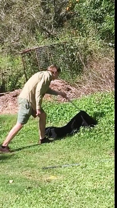 Eastern Brown Snake Hangs in Backyard