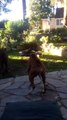 Boxer Loves It When UPS Delivery Driver Arrives