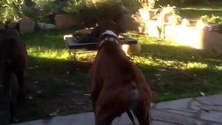 Boxer Loves It When UPS Delivery Driver Arrives