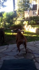 Boxer Loves It When UPS Delivery Driver Arrives