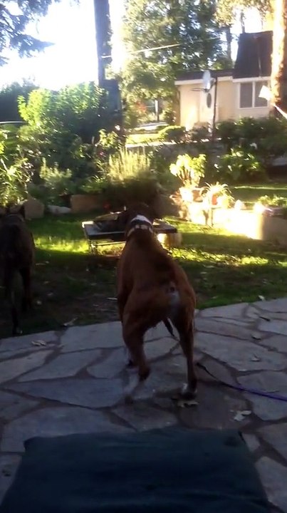 Boxer Loves It When UPS Delivery Driver Arrives