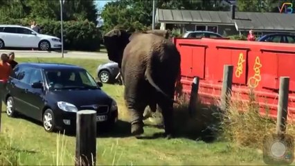 Animals attack on human  -  caught on camera