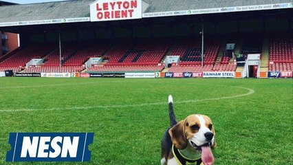 English Soccer team puts out adds to hire a dog