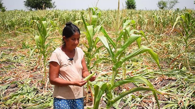 Declaran alerta por sequía en 12 departamentos de El Salvador